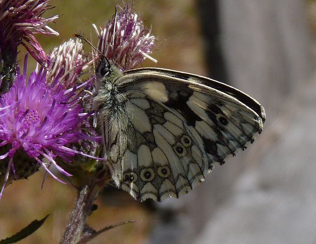 očkáň timotejkový   Melanargia galathea