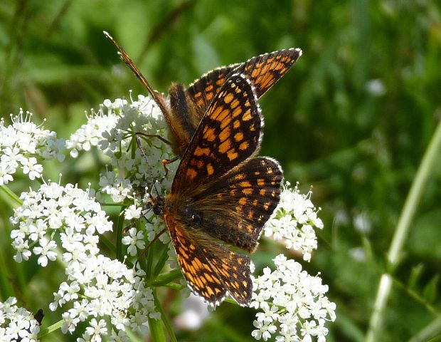 hnedáčik skorocelový Melitaea athalia