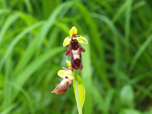 hmyzovník muchovitý Ophrys insectifera L.