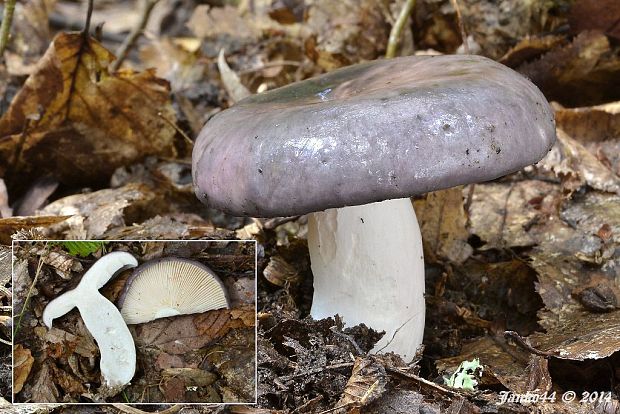 plávka modrastá Russula cyanoxantha (Schaeff.) Fr.