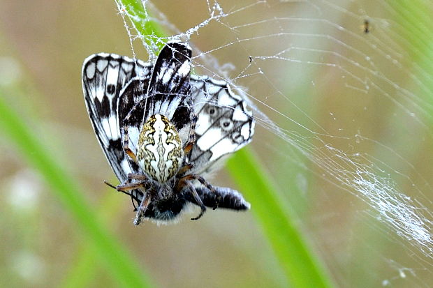 križiak skvostný Aculepeira ceropegia