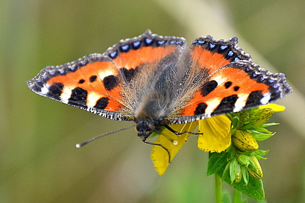 babôčka pŕhľavová Aglais urticae