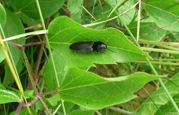 kováčik tmavý Agriotes obscurus