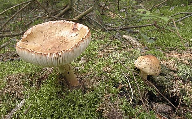 muchotrávka červenkastá Amanita rubescens Pers.