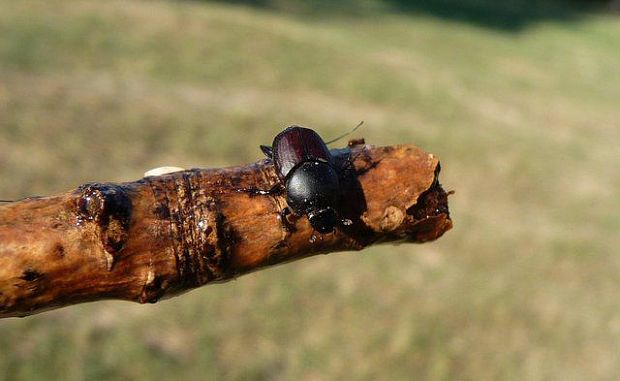 hnojník obyčajný Aphodius fimetarius