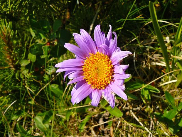 astra alpínska Aster alpinus L.