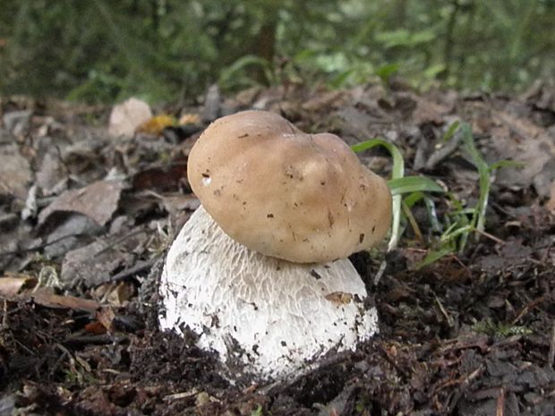 hríb smrekový Boletus edulis Bull.