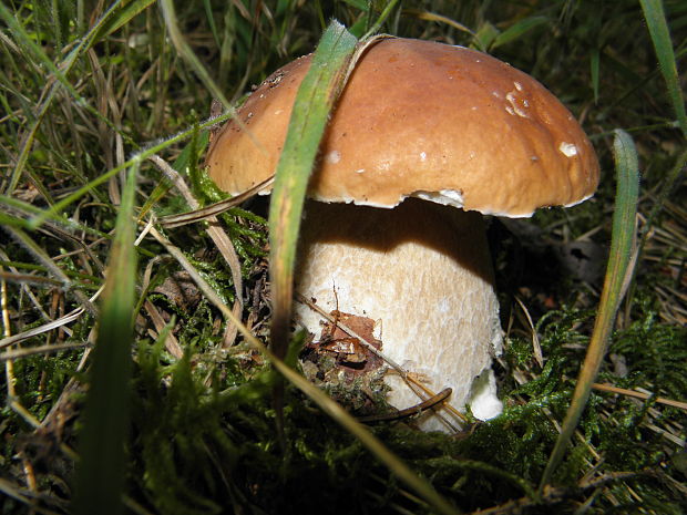 hríb smrekový Boletus edulis Bull.