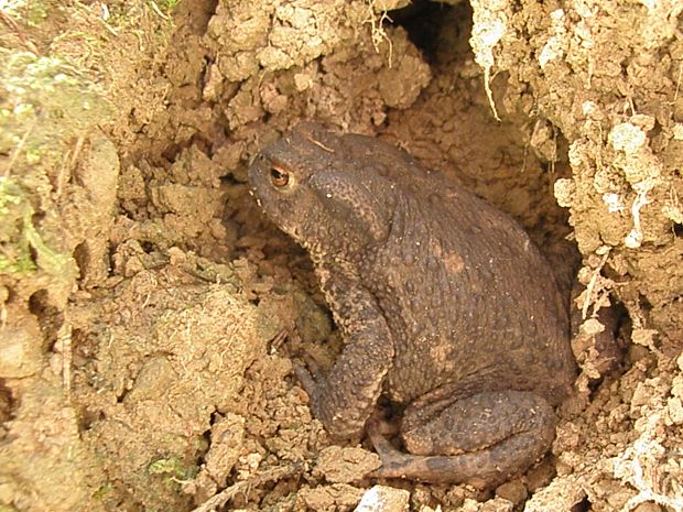 ropucha bradavičnata Bufo bufo