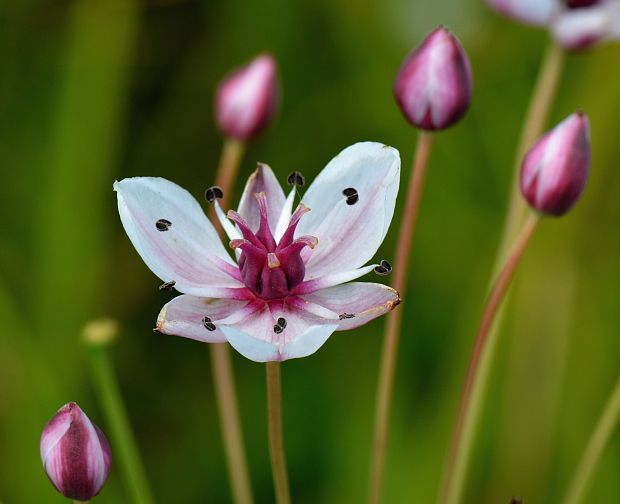 okrasa okolíkatá Butomus umbellatus L.