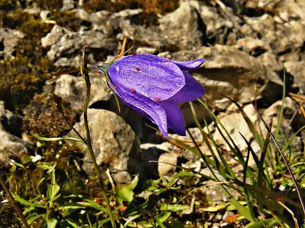 zvonček maličký Campanula cochleariifolia Lam.