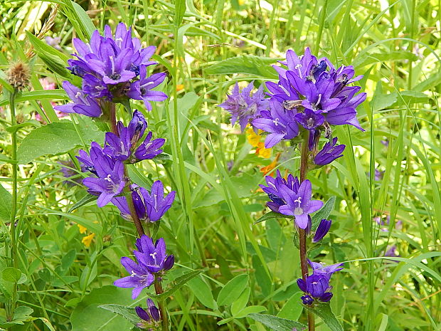 zvonček klbkatý Campanula glomerata agg. L.