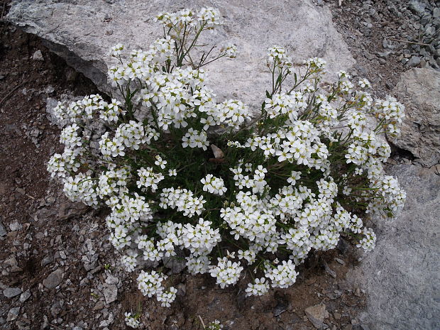 žerušničník skalný Cardaminopsis petrogena (A. Kern.) Měsíček