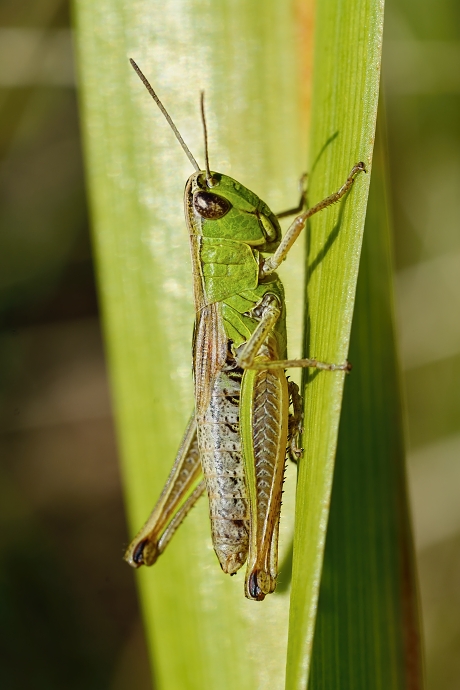 koník lúčny Chorthippus montanus