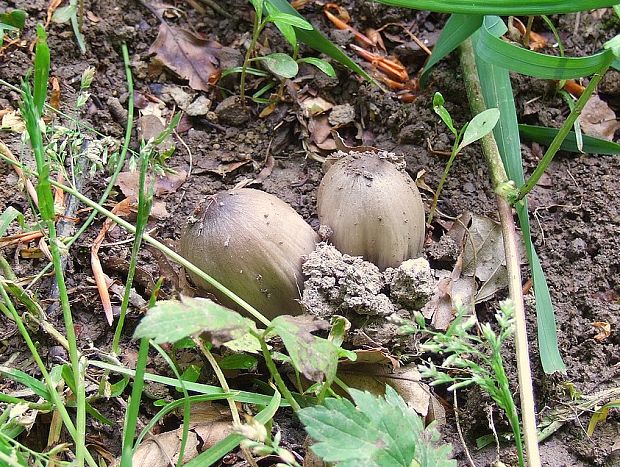 hnojník Coprinus sp.