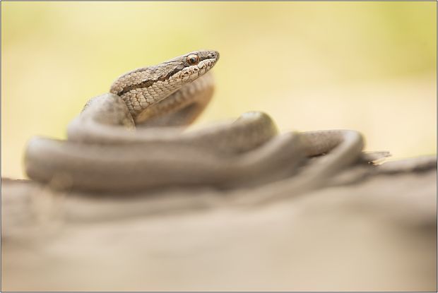 užovka hladká Coronilla austriaca