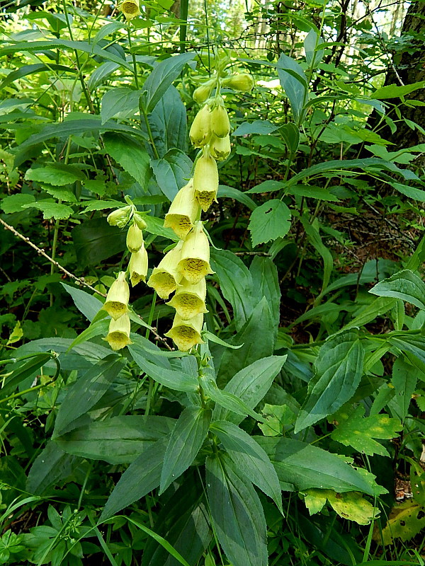 náprstník veľkokvetý Digitalis grandiflora Mill.