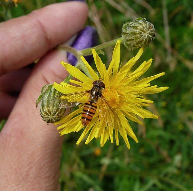 pestrica pruhovaná Episyrphus balteatus