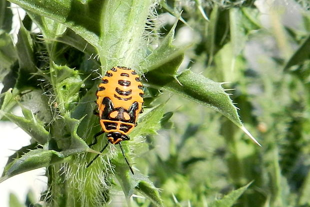 bzdocha kapustová Eurydema oleraceum