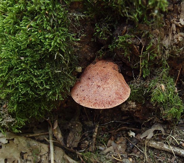 pečeňovec dubový Fistulina hepatica (Schaeff.) With.