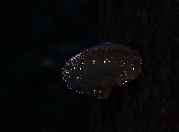 práchnovček pásikavý Fomitopsis pinicola (Sw.) P. Karst.