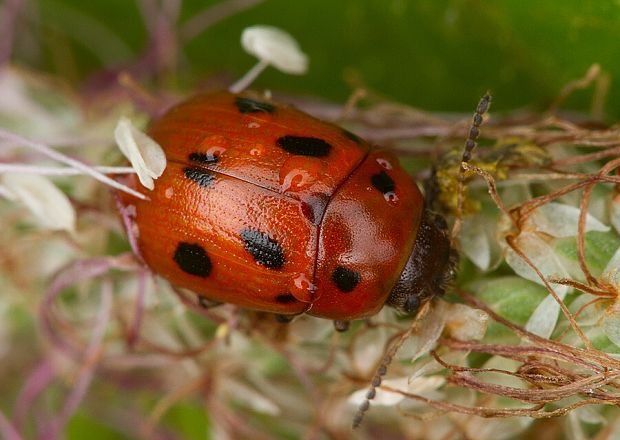 . Gonioctena fornicata