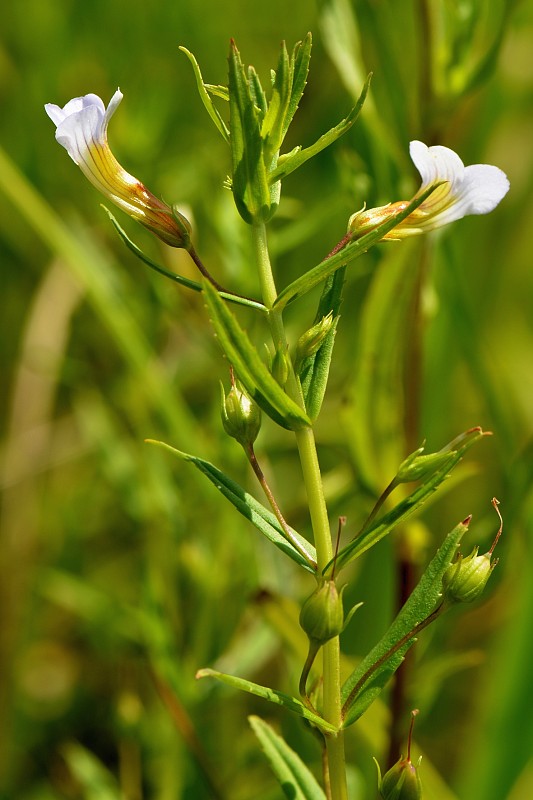 graciola lekárska Gratiola officinalis L.