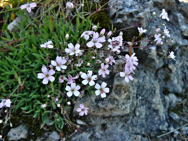 gypsomilka plazivá Gypsophila repens L.