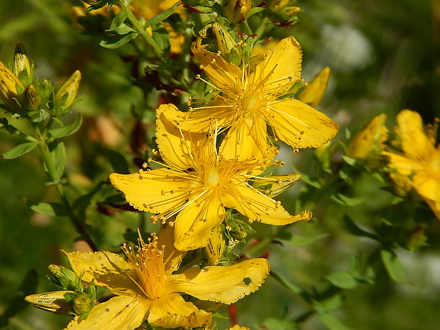 ľubovník bodkovaný Hypericum perforatum L.