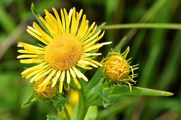 oman vŕbolistý Inula salicina L.