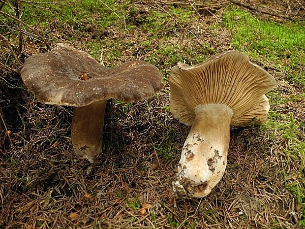 rýdzik sadzový Lactarius picinus Fr.