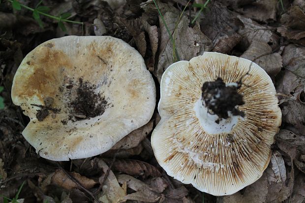 rýdzik Lactarius sp.