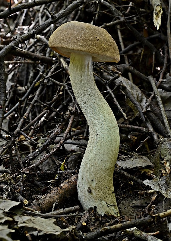 kozák topoľový Leccinum duriusculum (Schulzer ex Kalchbr.) Singer