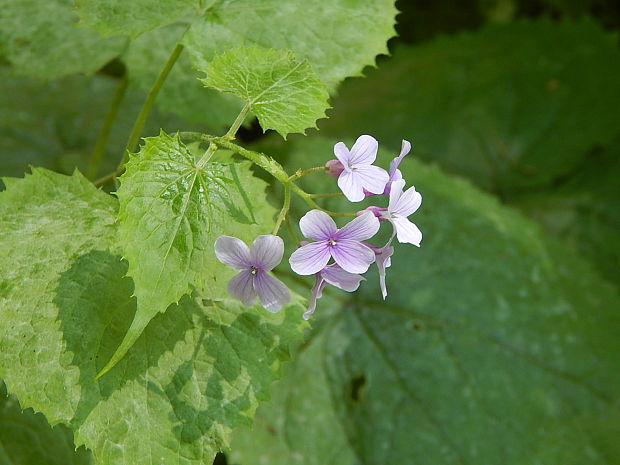 mesačnica trváca Lunaria rediviva L.