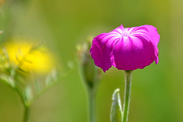 kukučka vencová Lychnis coronaria (L.) Desr.