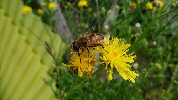 trúdovka kvetinová Myathropa florea