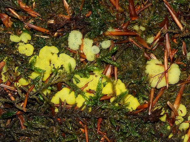 slizovka Myxomycetes