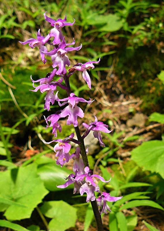 vstavač mužský poznačený Orchis mascula subsp. signifera (Vest) Soó