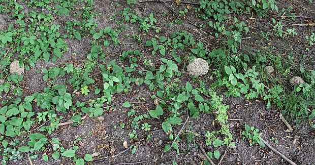 trúdnik klobúčkatý Polyporus umbellatus (Pers.) Fr.