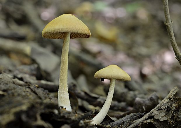 drobuľka Psathyrella sp.