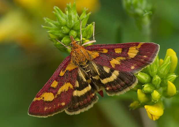 vijačka purpurová Pyrausta purpuralis