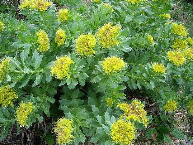 rozchodnica ružová Rhodiola rosea L.