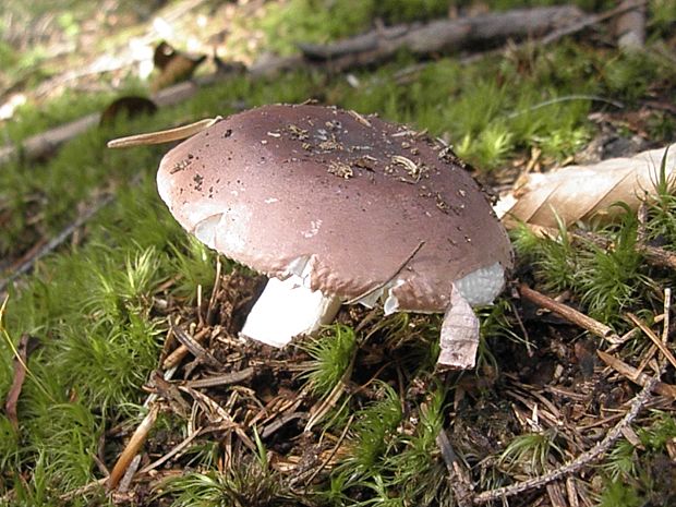 plávka Russula sp.