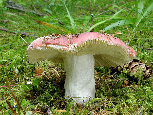 plávka bodkovaná Russula vinosa Lindblad