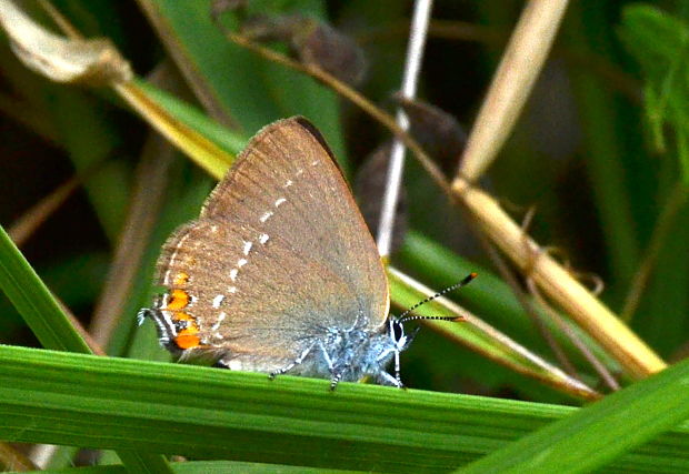 ostrôžkár malý Satyrium acaciae