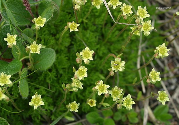 lomikameň pižmový Saxifraga moschata Wulfen