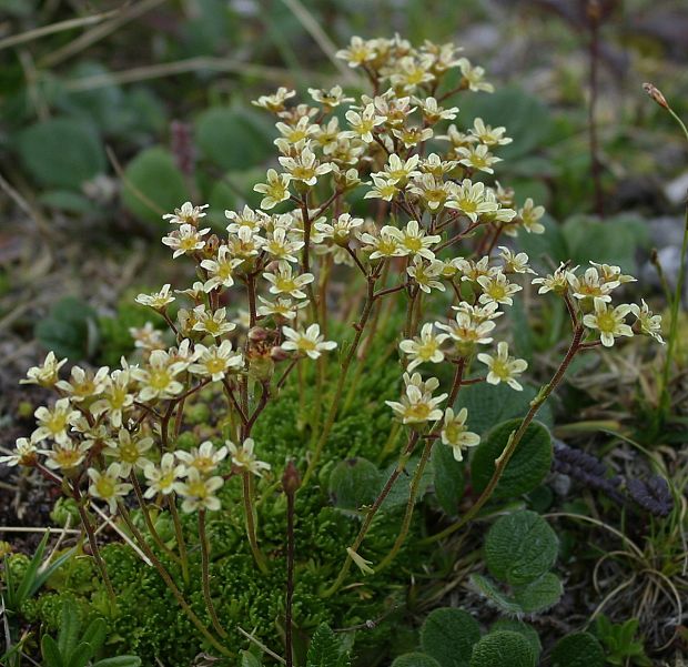 lomikameň pižmový Saxifraga moschata Wulfen