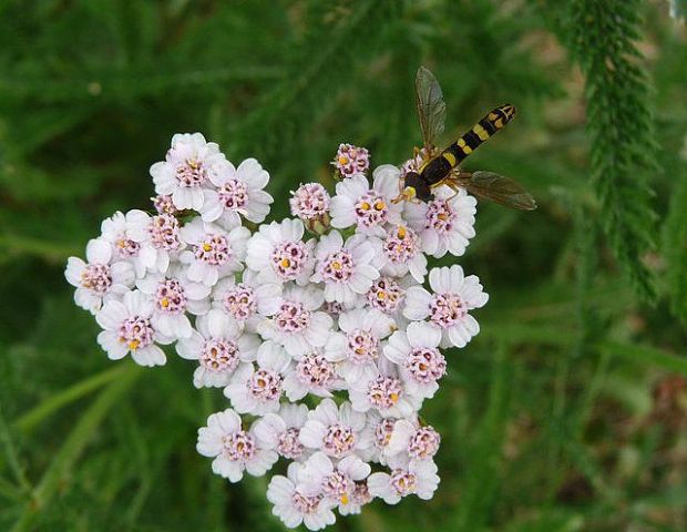 pestrica Sphaerophoria scripta