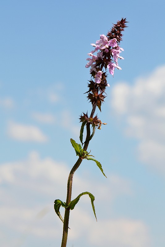 čistec močiarny Stachys palustris L.