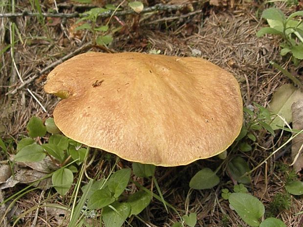 masliak smrekovcový Suillus grevillei (Klotzsch) Singer